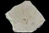 Fossil Weevil (Curculionoidae)- Green River Formation, Utah #108815-1